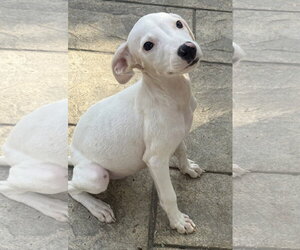 Mutt Dogs for adoption in Fenton, MO, USA