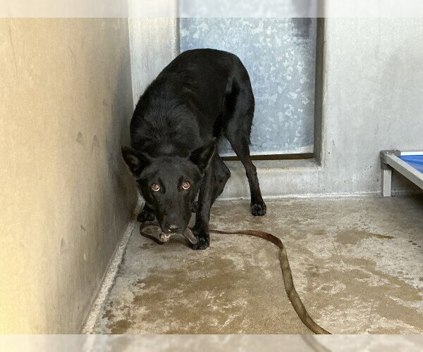 Medium Photo #1 German Shepherd Dog-Unknown Mix Puppy For Sale in San Bernardino, CA, USA