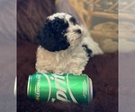Small Photo #1 Havanese-Poodle (Toy) Mix Puppy For Sale in YANCEY, TX, USA