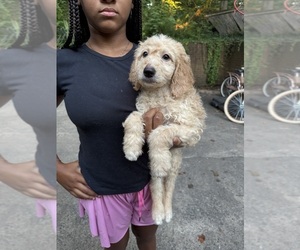 Medium Goldendoodle
