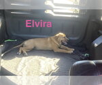 Small Photo #2 Mutt Puppy For Sale in Foristell, MO, USA