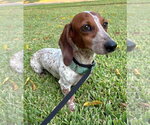 Small #11 Dachshund
