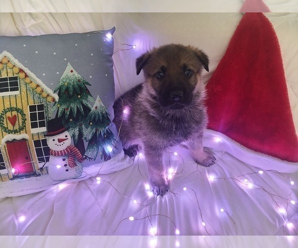 Medium Photo #6 German Shepherd Dog-Timber Wolf Mix Puppy For Sale in MONTREAL, MO, USA