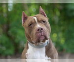 Small #1 American Staffordshire Terrier