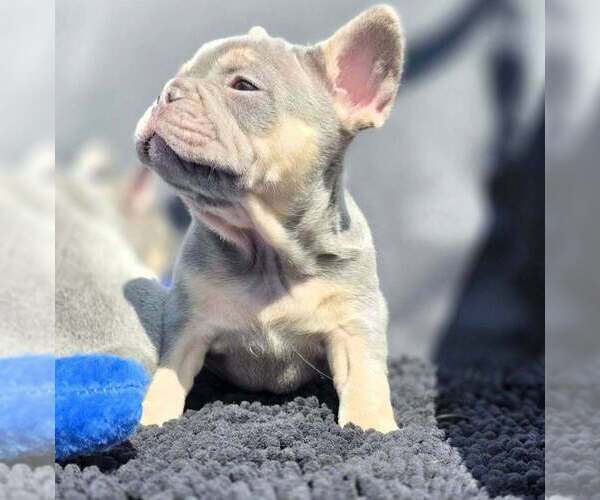 Medium Photo #2 French Bulldog Puppy For Sale in BOSTON, KY, USA