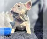 Small #1 French Bulldog