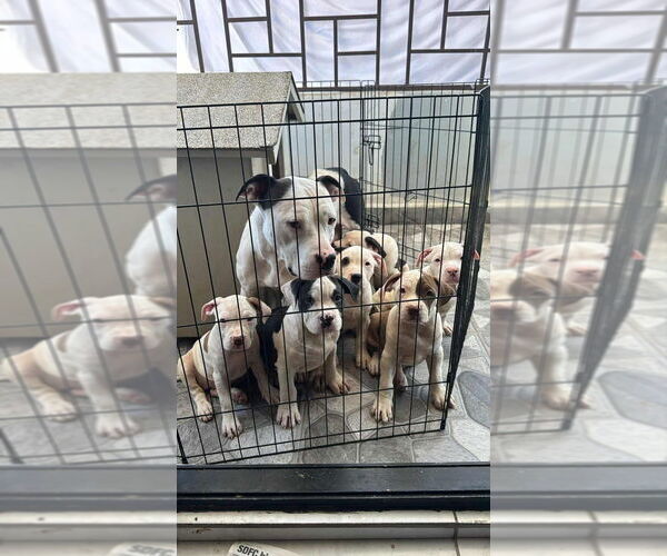 Medium Photo #4 Staffordshire Bull Terrier Puppy For Sale in San Diego, CA, USA