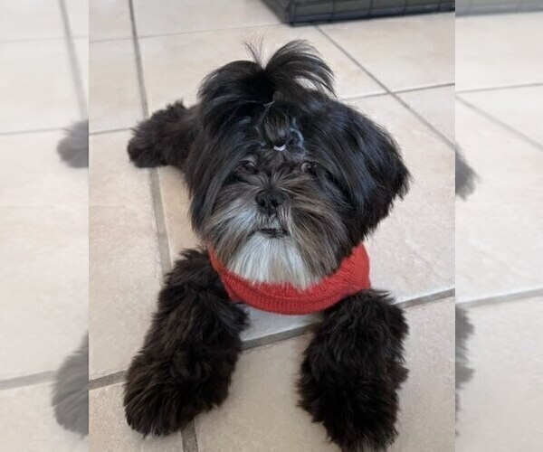 Medium Photo #1 Shih Tzu Puppy For Sale in MIAMI, FL, USA