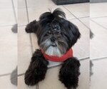 Small Photo #1 Shih Tzu Puppy For Sale in MIAMI, FL, USA
