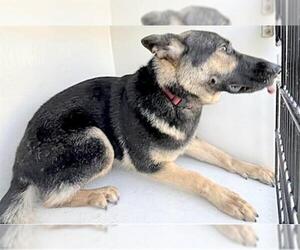 German Shepherd Dog Dogs for adoption in Houston, TX, USA