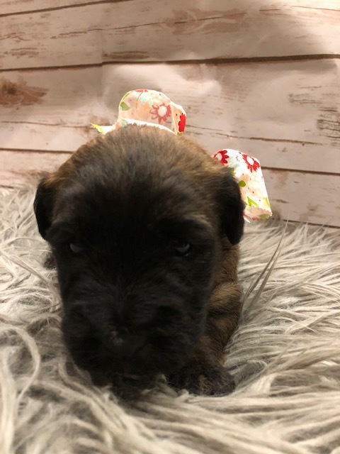 Medium Photo #1 Soft Coated Wheaten Terrier Puppy For Sale in ACTON, TX, USA