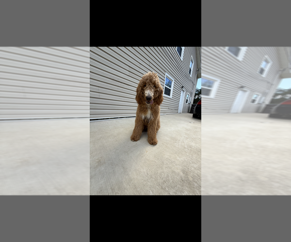 Medium Photo #1 Goldendoodle Puppy For Sale in WINSTON SALEM, NC, USA