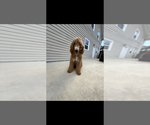 Small Photo #1 Goldendoodle Puppy For Sale in WINSTON SALEM, NC, USA