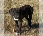 Small Photo #13 Cane Corso Puppy For Sale in FAYETTEVILLE, NC, USA