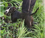 Small #1 American Pit Bull Terrier Mix