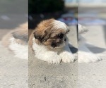 Small #5 Shih Tzu