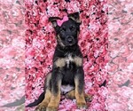 Small Photo #1 German Shepherd Dog Puppy For Sale in LEOLA, PA, USA
