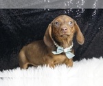 Puppy AKC Willie Dachshund