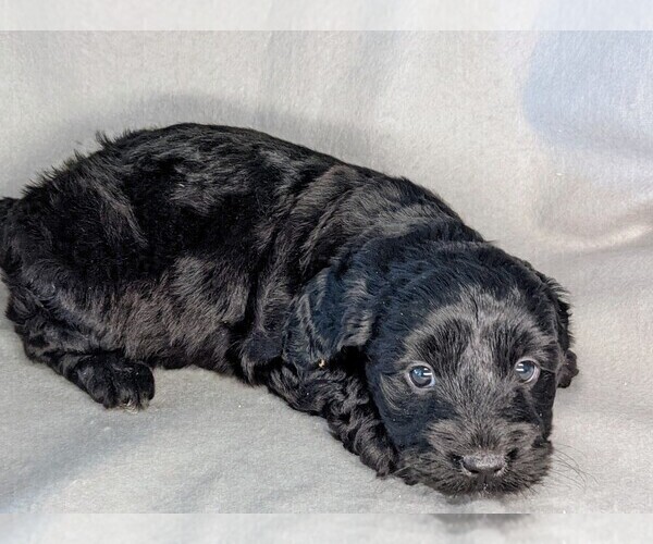 Medium Photo #35 Miniature Labradoodle Puppy For Sale in SYRACUSE, IN, USA