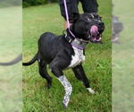 Small #4 American Pit Bull Terrier Mix