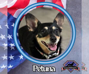 Chiweenie Dogs for adoption in San Antonio, TX, USA