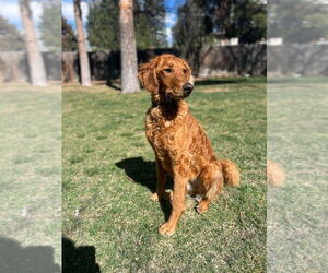 Golden Retriever-Unknown Mix Dogs for adoption in Aurora, CO, USA