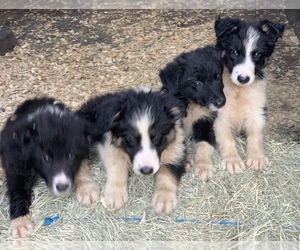 Border Collie Puppy for sale in BLANCO, TX, USA