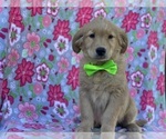 Small Photo #1 Golden Retriever Puppy For Sale in LANCASTER, PA, USA