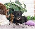 Small #25 Schnauzer (Miniature)