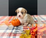 Puppy Centaur Pembroke Welsh Corgi