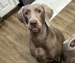 Small Photo #1 Weimaraner Puppy For Sale in MIDDLETOWN, OH, USA