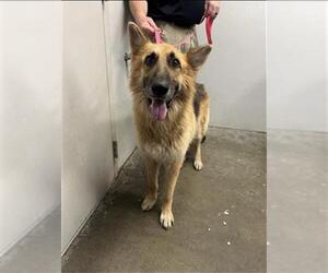 German Shepherd Dog Dogs for adoption in Rosenberg, TX, USA