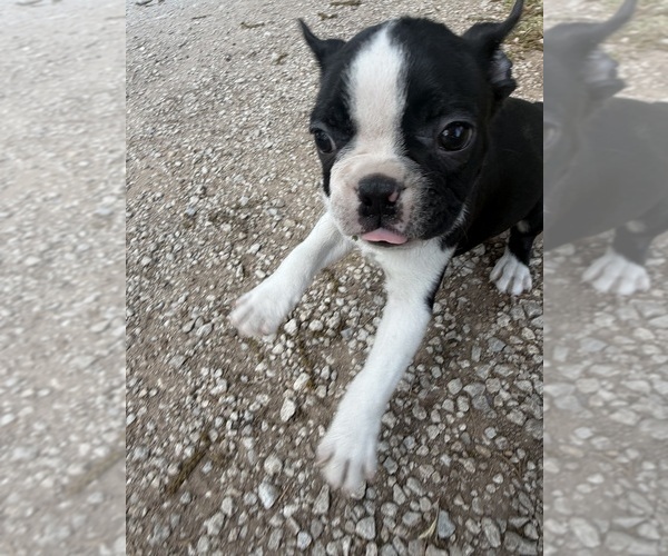 Medium Photo #3 Boston Terrier Puppy For Sale in FREDONIA, KS, USA