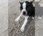 Small #2 Boston Terrier