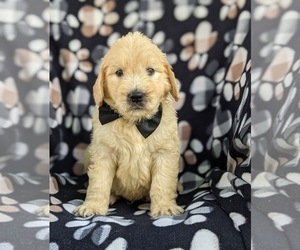 Goldendoodle Puppy for sale in CHRISTIANA, PA, USA
