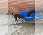 Small Photo #3 Labrador Retriever-Unknown Mix Puppy For Sale in Raleigh, NC, USA