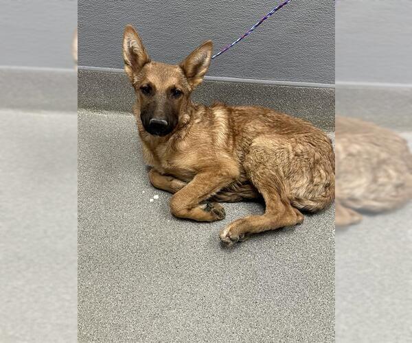 Medium Photo #1 German Shepherd Dog-Unknown Mix Puppy For Sale in Las Vegas, NV, USA