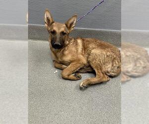 German Shepherd Dog-Unknown Mix Dogs for adoption in Las Vegas, NV, USA