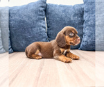 Small #2 Beaglier