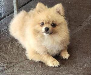 Father of the Pomeranian puppies born on 11/04/2025