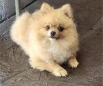 Small Photo #1 Pomeranian Puppy For Sale in SAN JOSE, CA, USA