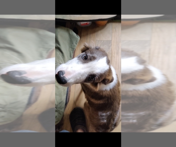 Medium Photo #3 Border Collie Puppy For Sale in GALLATIN, TN, USA