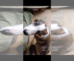 Small Photo #3 Border Collie Puppy For Sale in GALLATIN, TN, USA