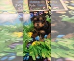 Small Photo #101 Yorkshire Terrier Puppy For Sale in AKRON, OH, USA