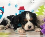 Small Photo #5 Cavalier King Charles Spaniel Puppy For Sale in CLAY, PA, USA