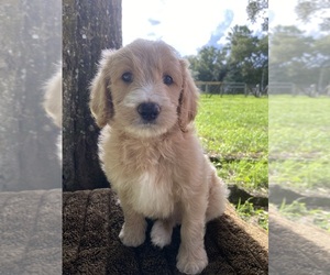 Goldendoodle Litter for sale in PIERSON, FL, USA