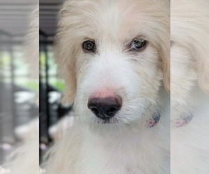 Pyredoodle Dogs for adoption in Croydon, NH, USA
