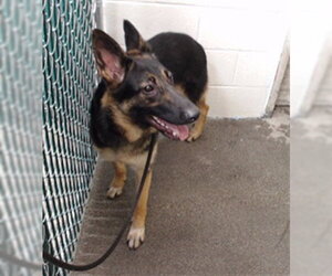 German Shepherd Dog-Unknown Mix Dogs for adoption in Downey, CA, USA