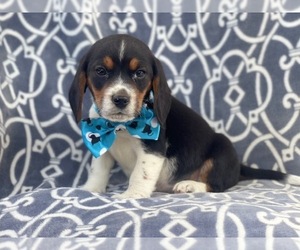 Beagle Puppy for sale in LAKELAND, FL, USA