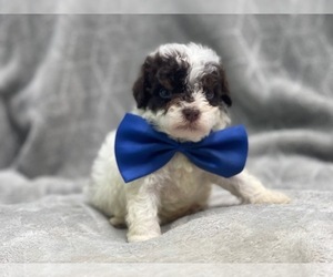 Cavalier King Charles Spaniel-Cavapoo Mix Puppy for sale in LAKELAND, FL, USA